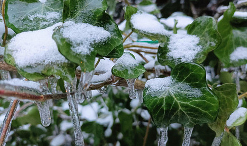 Schönes Baugrundstück in Berlin Biesdorf-Süd zu verkaufen