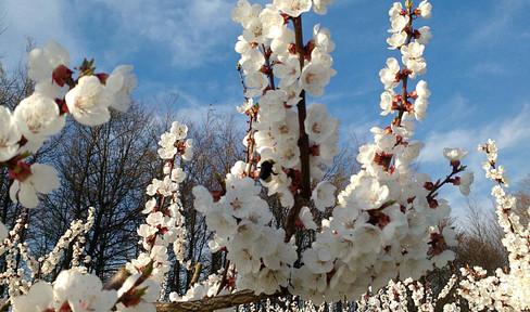 Orchard looking for hobby gardeners