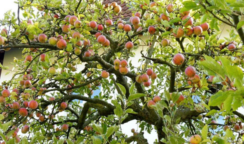 Apartment for rent in Lichterfelde, in a well-maintained older building, completely renovated.