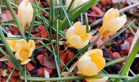Plot for sale on a south-facing slope in Calw - Stammheim