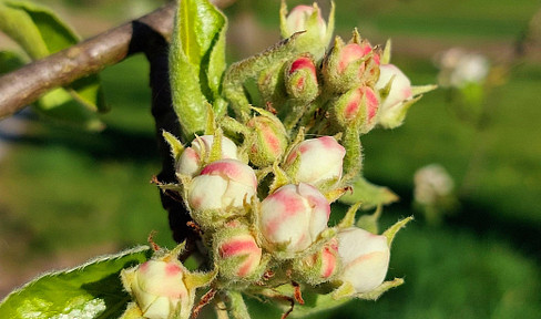 Land for sale with approved building plans, located in a beautiful south-facing slope in Calw - Stammheim.