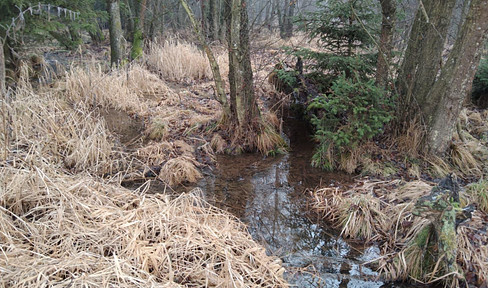 Vitis: 2.14ha plot (meadow & forest with stream): Ideal for a pond project