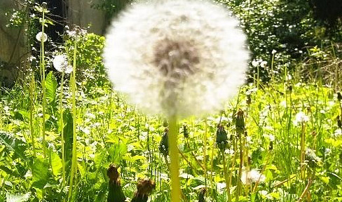 Schönes EFH in Top-Lage von Wangen, sehr ruhig, wenig Verkehr, wunderbar grün