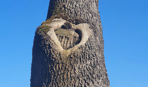 Schönes EFH in Top-Lage von Wangen, sehr ruhig, wenig Verkehr, wunderbar grün