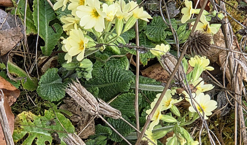 Schönes EFH/Grundstück in Top-Lage von Wangen, sehr ruhig, wenig Verkehr, wunderbar grün