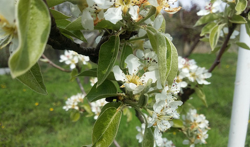 4.340 m² Grundstück mit Fließ in Biesenthal