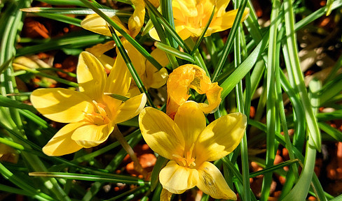 Architektenhaus in aussichtsreicher Südhanglage - Baubeginn in Kürze