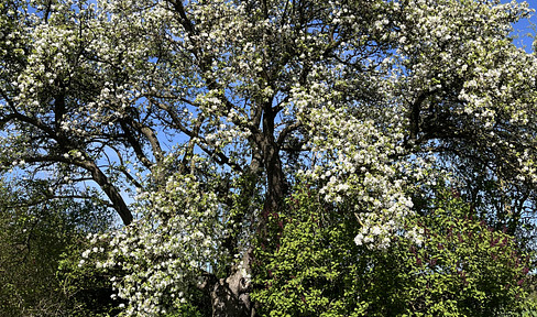 Country estate - A gem in a secluded location near Hamburg - Private sale - 3 apartments - Secluded location.