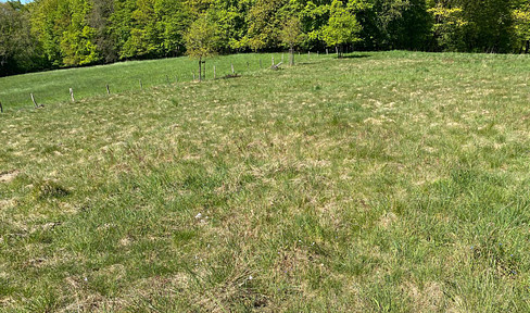 Meadow/Pasture for horses.