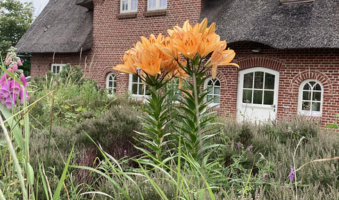 DHH unter Reet