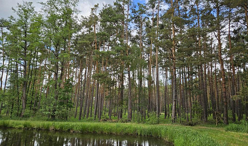 Wald bei Gremsdorf / Höchstadt a.d. Aisch zu verkaufen !