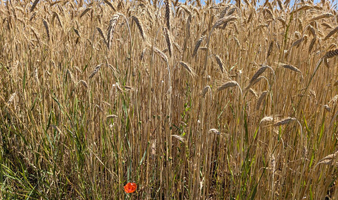 Farmland (agricultural land).