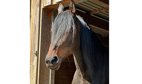 Living between the countryside and the sea – Stylishly modernized farmhouse.