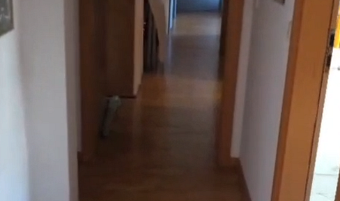 Wunderschöne 4-Zimmer Wohnung im Paulusviertel