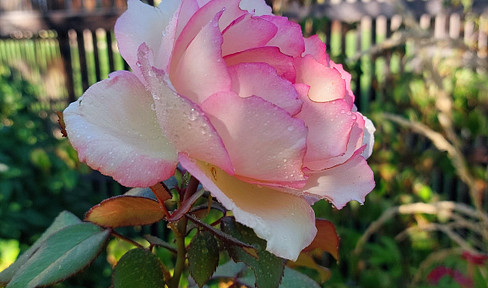 Architektenhaus in Südhanglage in Calw - Stammheim