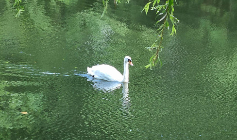 The water trickles gently – "right outside the door" – ducks and swans are swimming in it!