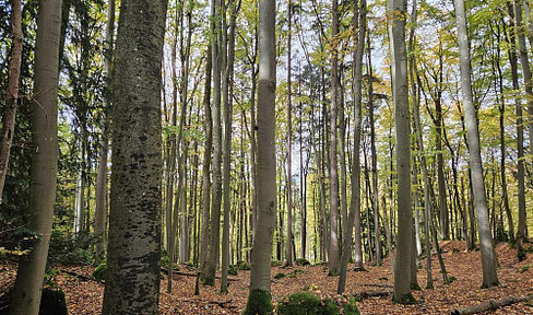 Forest for sale near Gössweinstein!