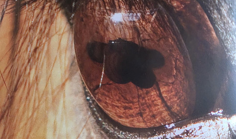 PFERDEHOF mit Potential