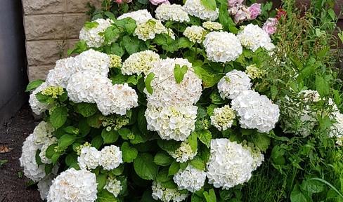 Detached house in the HB-Kattenturm area, with a beautiful, private garden.