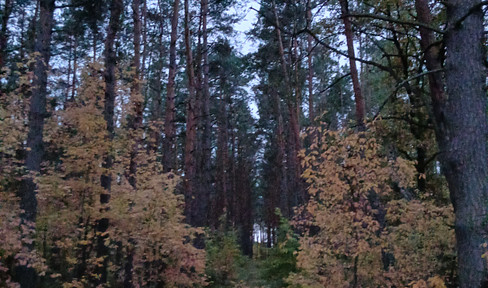 Attraktive Waldfläche mit gewachsenem Kiefernbestand – 3,4 ha in Wandlitz-Klosterfelde