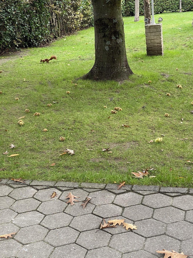 Wohnen und Arbeiten: Stilvolles Mehrfamilien- und Geschäftshaus mit großem Garten. – Dortmund(Wambel) – Vorschaubild 8