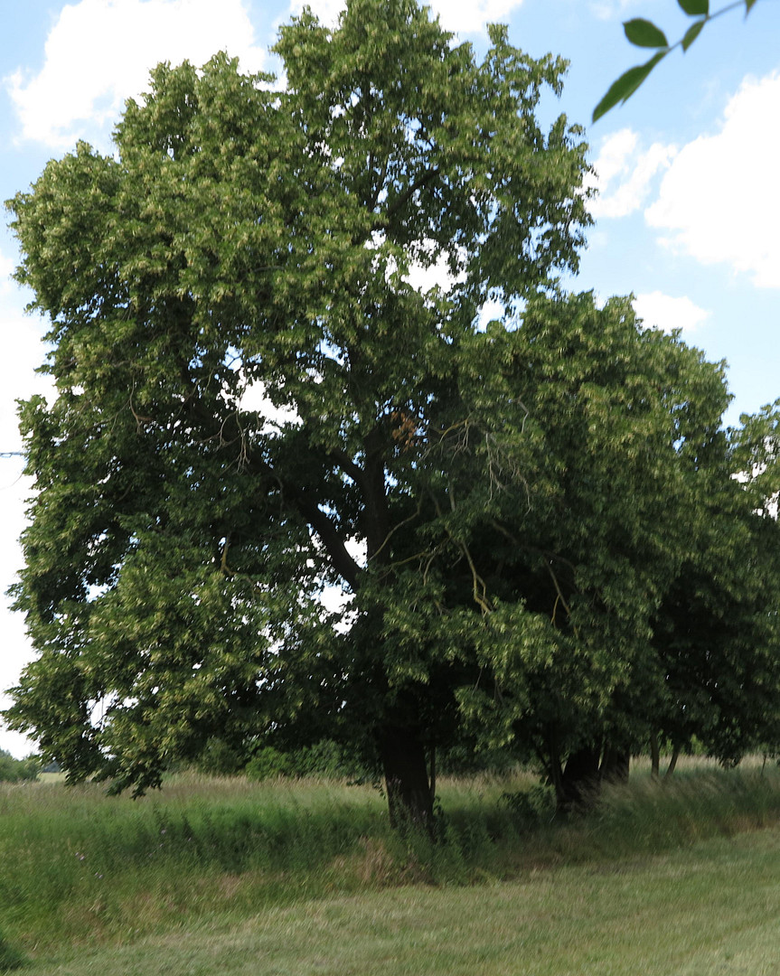 eines der letzten, erhaltenen SCHEUNENGUTSHÄUSER (mit 4-6 ha. Naturgrundstück) – Ivenack(Goddin) – Vorschaubild 35