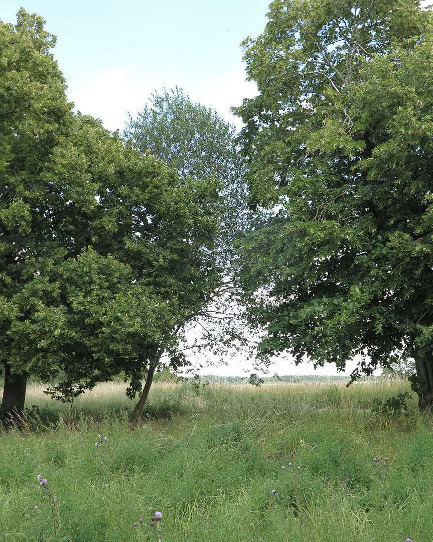 eines der letzten, erhaltenen SCHEUNENGUTSHÄUSER (mit 4-6 ha. Naturgrundstück) – Ivenack(Goddin) – Vorschaubild 33