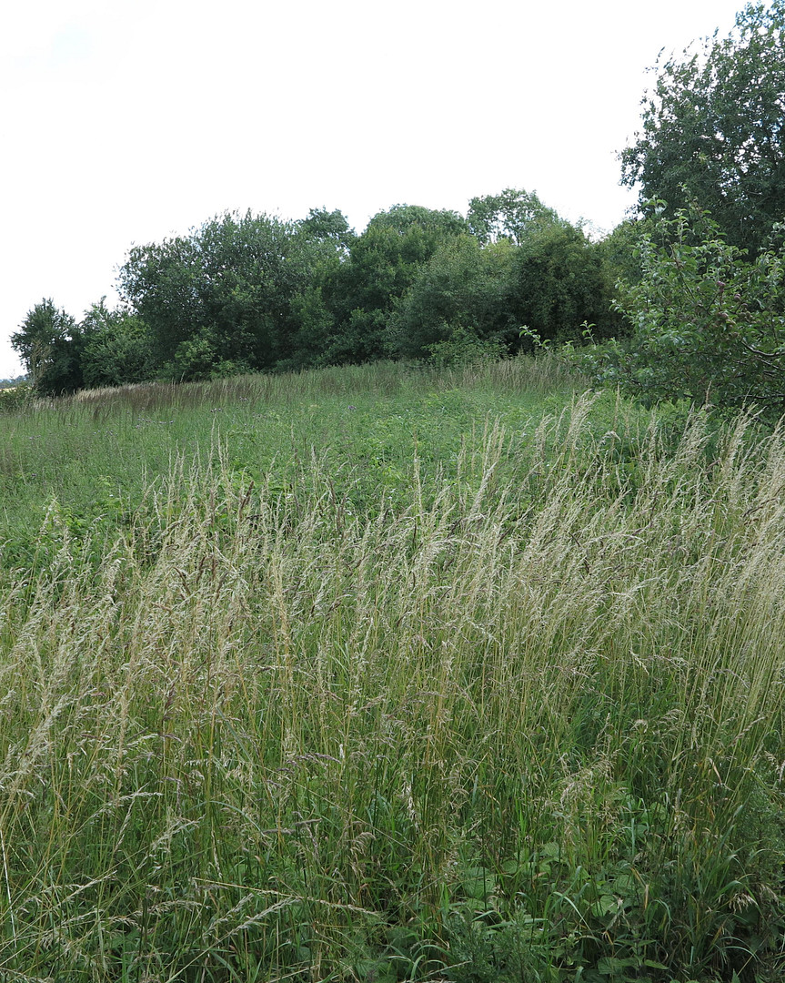 eines der letzten, erhaltenen SCHEUNENGUTSHÄUSER (mit 4-6 ha. Naturgrundstück) – Ivenack(Goddin) – Vorschaubild 28