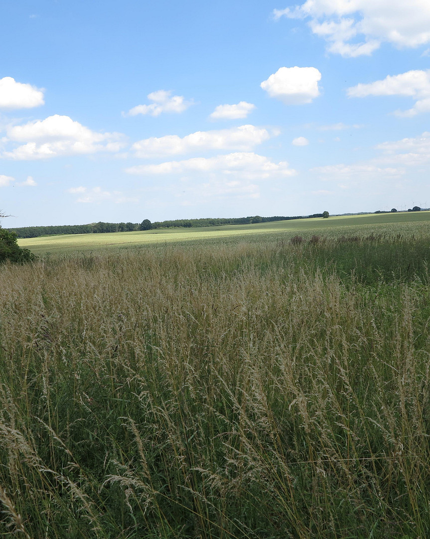 eines der letzten, erhaltenen SCHEUNENGUTSHÄUSER (mit 4-6 ha. Naturgrundstück) – Ivenack(Goddin) – Vorschaubild 36