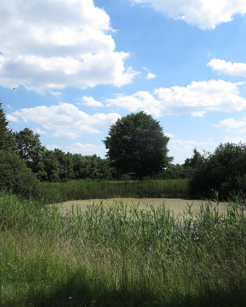 eines der letzten, erhaltenen SCHEUNENGUTSHÄUSER (mit 4-6 ha. Naturgrundstück) – Ivenack(Goddin) – Vorschaubild 42