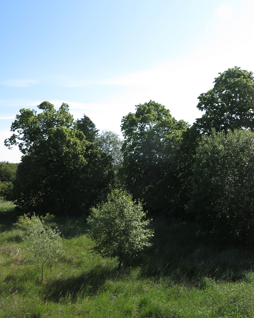 eines der letzten, erhaltenen SCHEUNENGUTSHÄUSER (mit 4-6 ha. Naturgrundstück) – Ivenack(Goddin) – Vorschaubild 23
