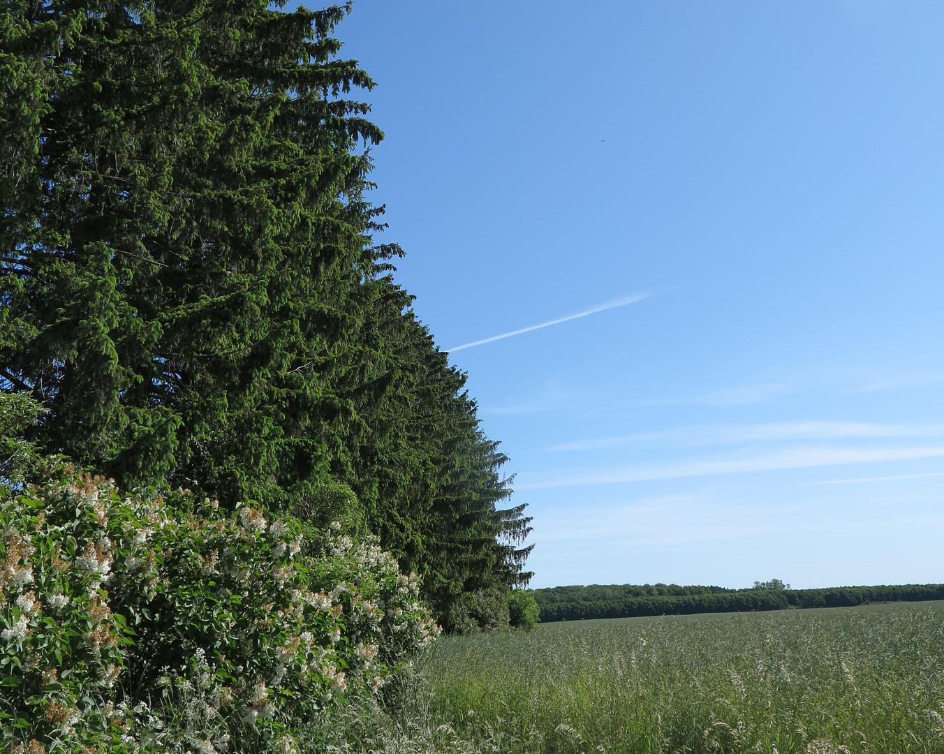eines der letzten, erhaltenen SCHEUNENGUTSHÄUSER (mit 4-6 ha. Naturgrundstück) – Ivenack(Goddin) – Vorschaubild 27