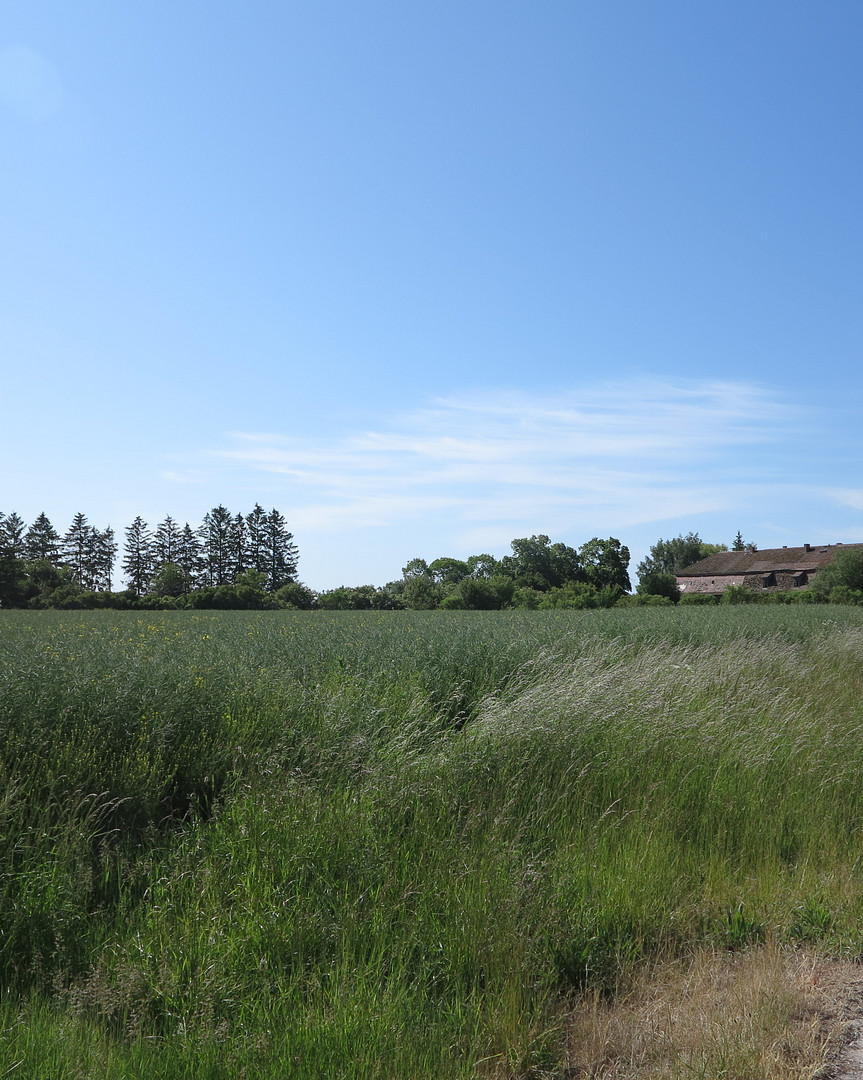 eines der letzten, erhaltenen SCHEUNENGUTSHÄUSER (mit 4-6 ha. Naturgrundstück) – Ivenack(Goddin) – Vorschaubild 26