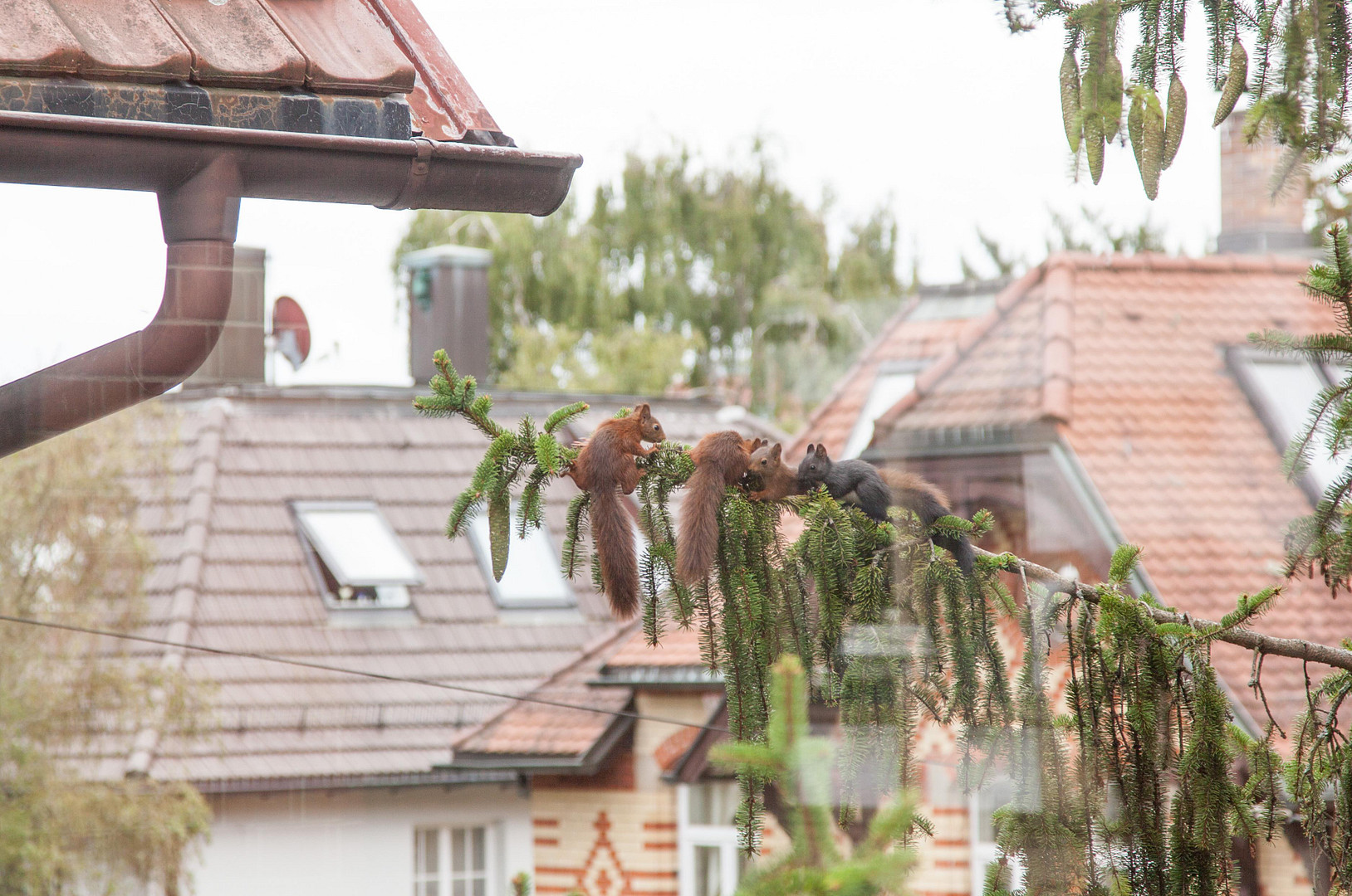 unsere Eichhörnchenfamilie