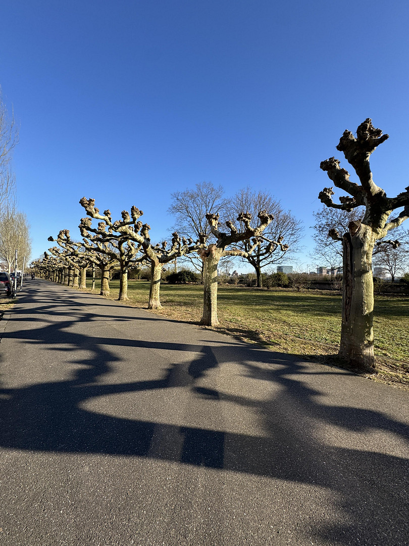 Traumwohnung in Oberkassel an der beliebten Rheinallee ab dem 1.08.2025 – Rheinallee 137, 40545 Düsseldorf(Oberkassel) – Vorschaubild 5