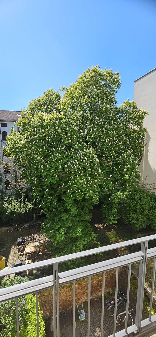 ruhige und helle 2-Zimmer-Wohnung in Toplage, bezugsfrei – Christinenstraße 33, 10119 Berlin(Prenzlauer Berg) – Vorschaubild 14