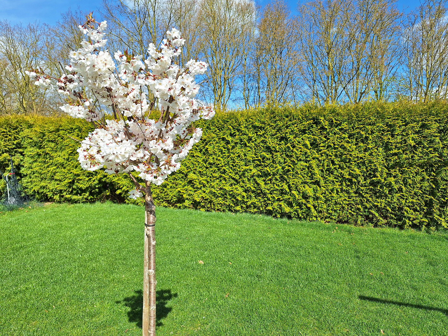 Hier ist die Welt noch in Ordnung  * Wellness * Sauna * Pool * – Dersum – Vorschaubild 32