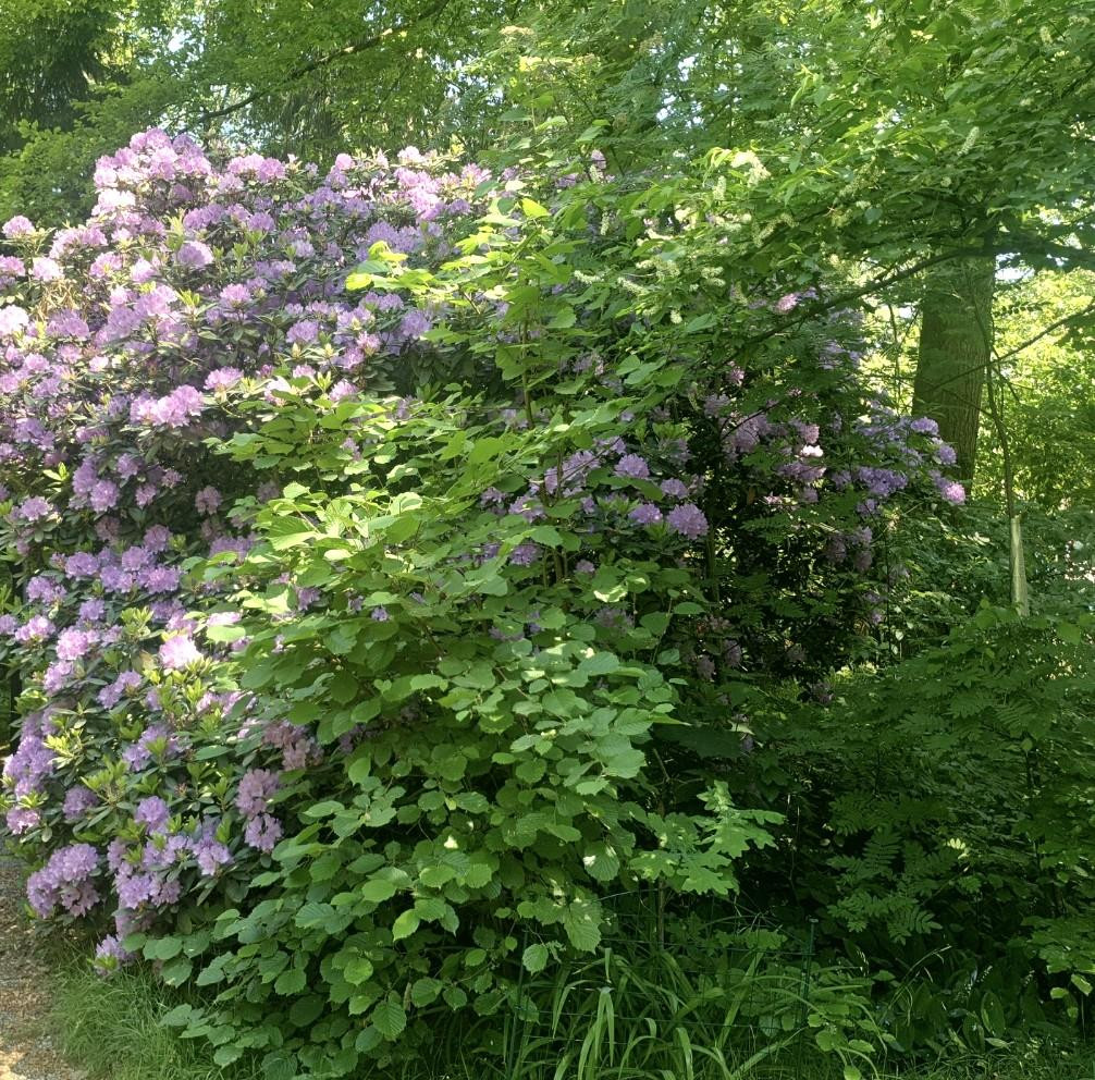 # 3 HÄUSER AUF ÜBER 5.300QM² BAULAND, GÜNSTIGSTER PREIS,OHNE WENN UND ABER # – Wennerstorfer Kirchweg, 21279 Wenzendorf - OT - Dierstorf Heide – Vorschaubild 49