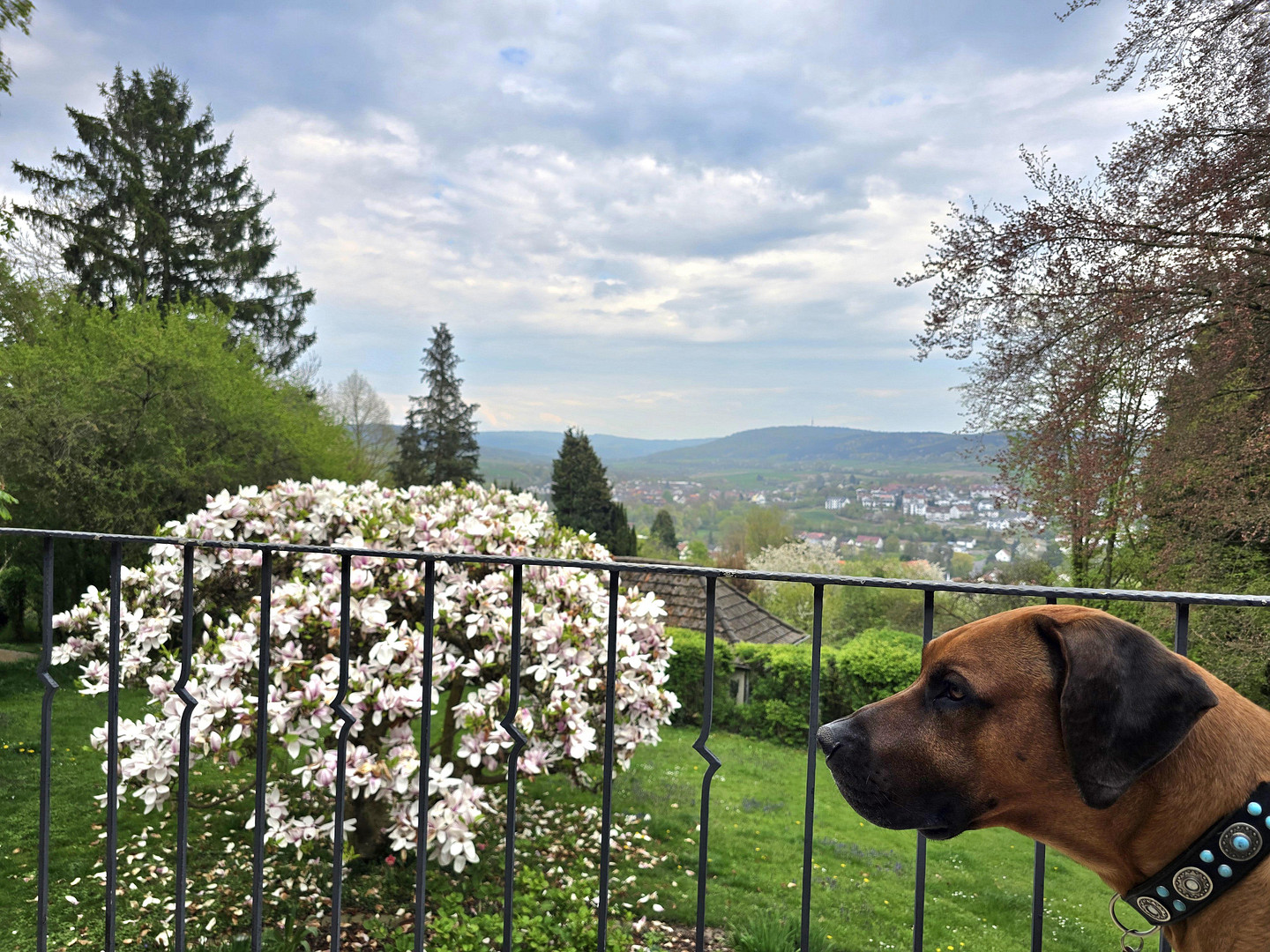 *** VERKAUFT*** - Sanierter Klinker-Traum auf 1500qm Parkgrundstück mit Smart-Home (Knx) – Hans-Staden-Allee 6, 34576 Homberg(Homberg (Efze)) – Vorschaubild 4
