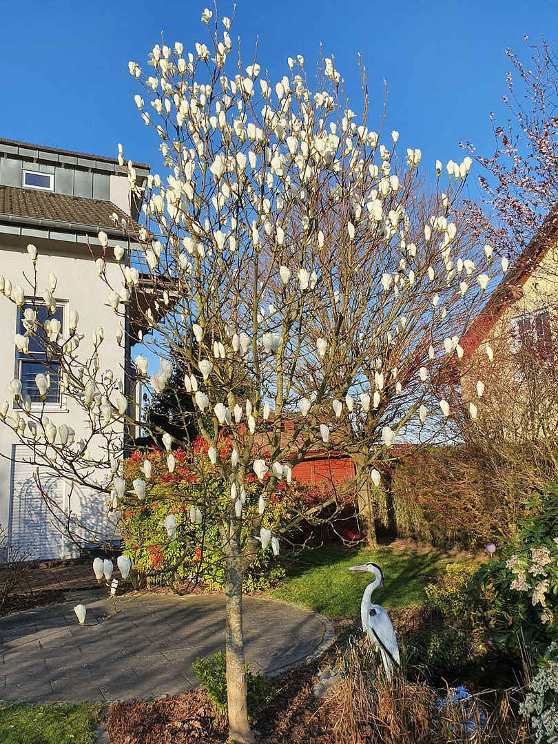 Modernes Architektenhaus mit Fernblick – Lohmar(Dahlhaus) – Vorschaubild 7