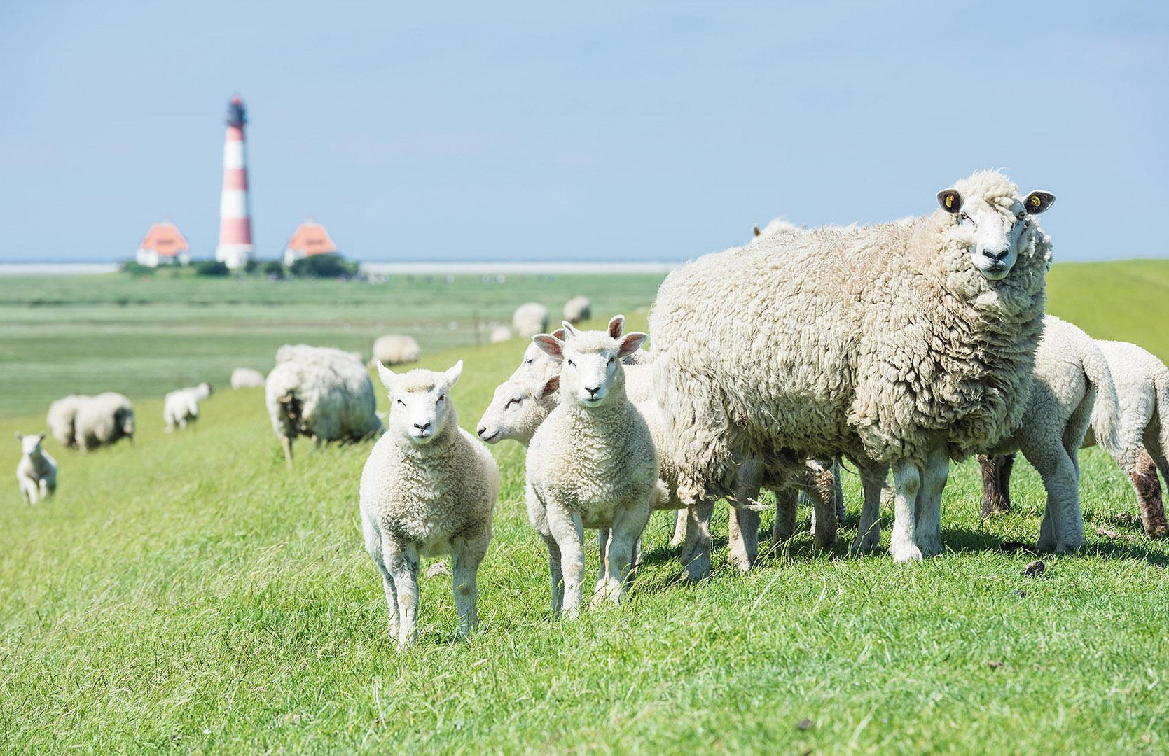 Rarität auf Eiderstedt – Traumwohnung nahe St. Peter-Ording & Nordsee | Provisionsfrei – Vollerwiek – Vorschaubild 36
