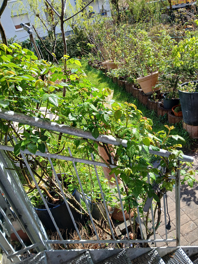Ruhige Erdgeschosswohnung mit einmaligem Garten in zentraler Lage in der Unterwiehre – 79100 Freiburg(Wiehre) – Vorschaubild 4