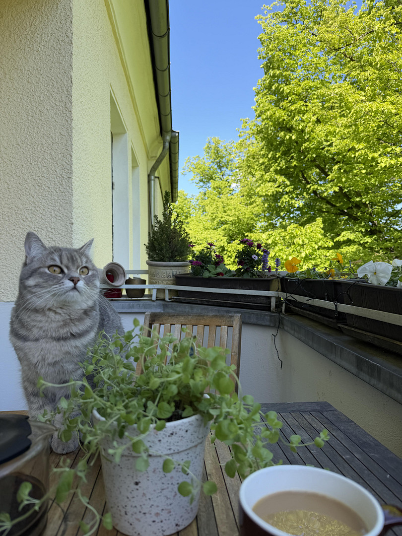 Provisionsfreie kernsanierte 5,5 Zimmer Wohnung in Schmagendorf – Berlin(Schmargendorf) – Vorschaubild 5