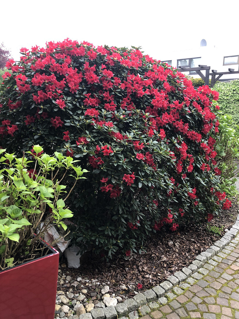 Provisionsfreies-Reihenhaus in Krefeld-Forstwald! Klassiker mit 100 qm Wfl. und SW-Grundstück! – Krefeld(Forstwald) – Vorschaubild 13