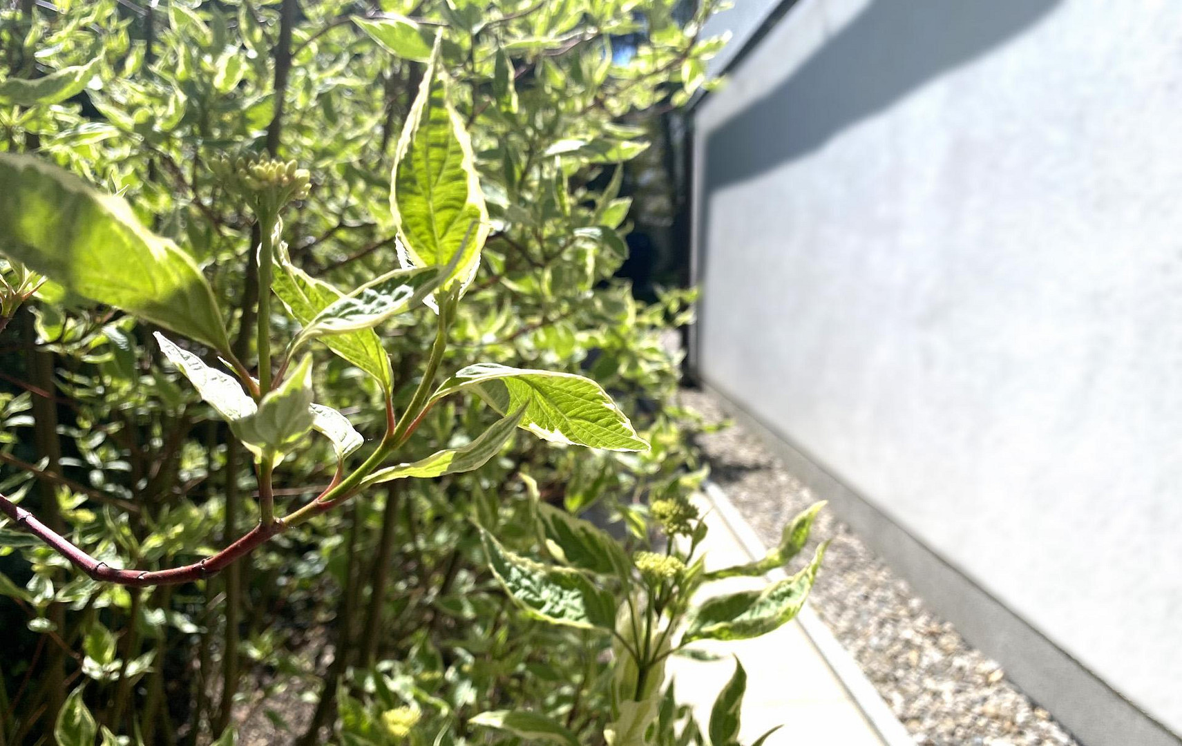 Lichtdurchflutete Gartenwohnung mit Hauscharakter in München Bogenhausen/Daglfing. Provisionsfrei – München(Daglfing) – Vorschaubild 8