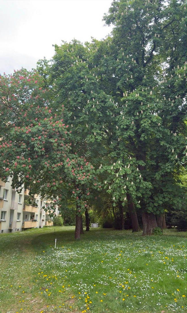 Lichtdurchflutete 3 Zi. K, Bad + WC – Denninger Str., 81927 München(Englschalking) – Vorschaubild 16