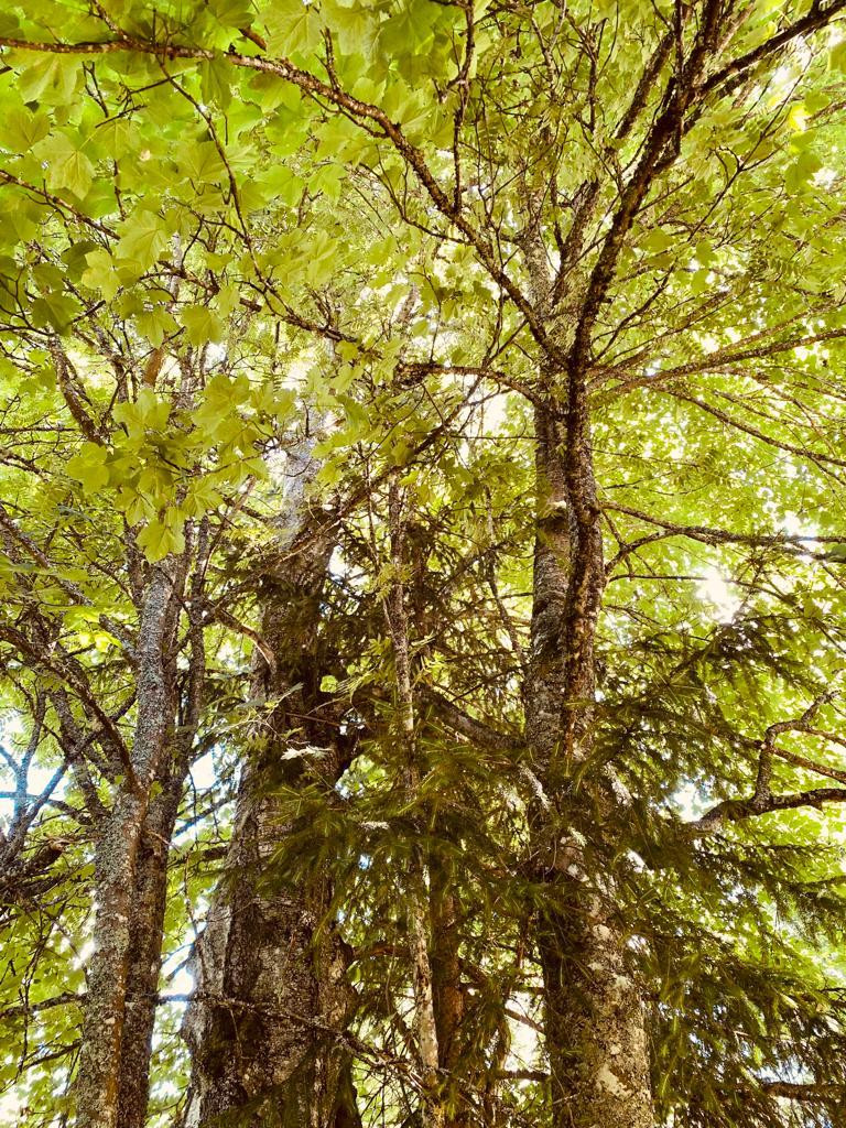 Traumhaus / Kleinod / Kraftquelle mit Naturzugang – Hinterzarten – Vorschaubild 40