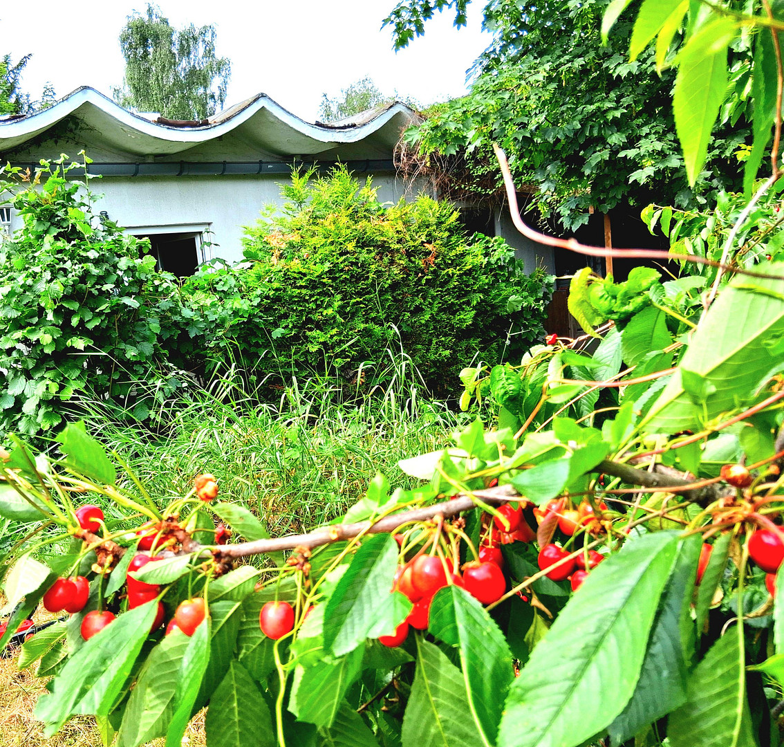 Bungalow m. extra Bauplatz – Berlin Mahlsdorf(Mahlsdorf) – Vorschaubild 25