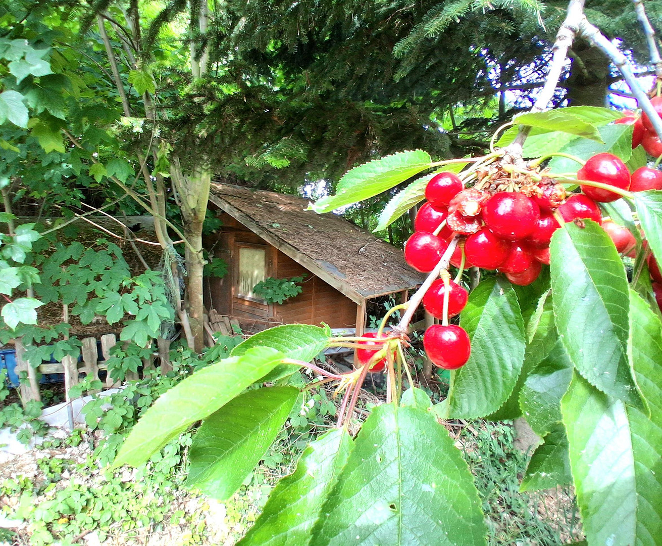 Bungalow m. extra Bauplatz – Berlin Mahlsdorf(Mahlsdorf) – Vorschaubild 20