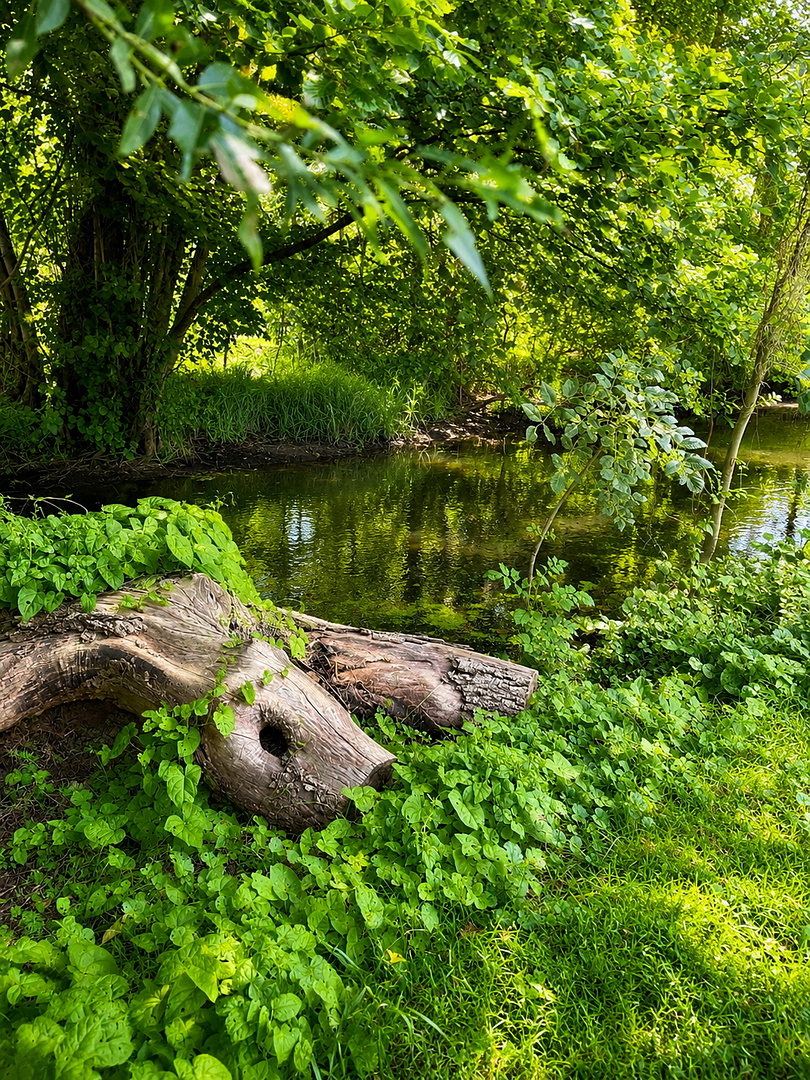 Reetdachhaus mit Charakter in der Nähe von Zarrentin am Schaalsee OT Bantineschichten erzählt – Zarrentin am Schaalsee OT Bantin(Bantin) – Vorschaubild 8